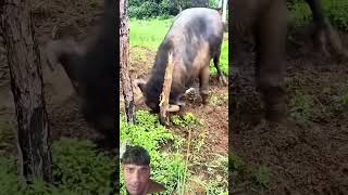 Trapp...Unbelievablel Why Does This BuffalAdd a commentRemixo Keep #stompies