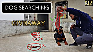 Training your dog advance searching / Sniffing / Find hidden things 4K HINDI
