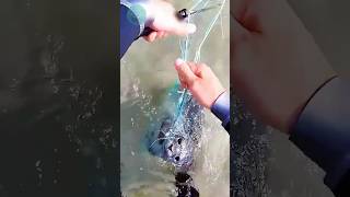 Rocky the Baby Seal Was Trapped in a Fishing Net..#wildliferescue #lovestory #animalrescue #animals