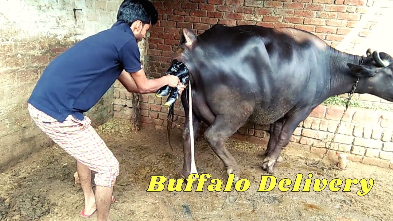 Buffalo Delivery First Step Live Video भैंसीको प्र स व प्र क्रिया