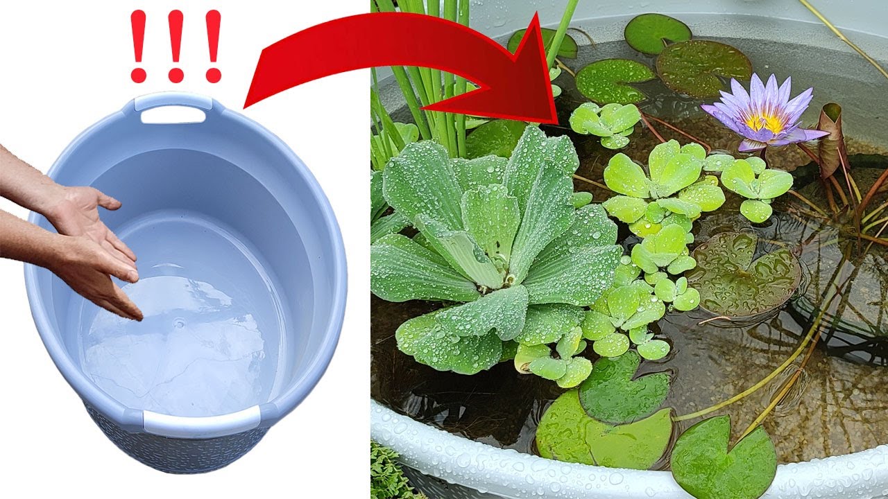 idea making a beautiful pond with minimal facilities to keep