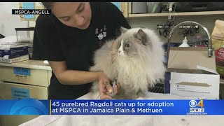 45 Purebred Ragdoll Cats Up For Adoption At MSPCA