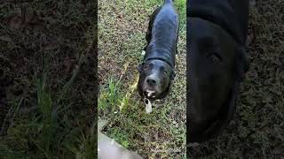 Miss Blue Skye and Hello to the Neighbor's dog Bella! by Imagination Goldens 56 views 6 months ago 3 minutes, 1 second