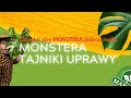 MONSTERA jak opanować GIGANTA, podłoże, sadzonki, podpora🪴
