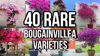 40 BOUGAINVILLEA VARIETIES With Names / Bougainvillea flower | CLASSIFICATIONS WITH NAMES