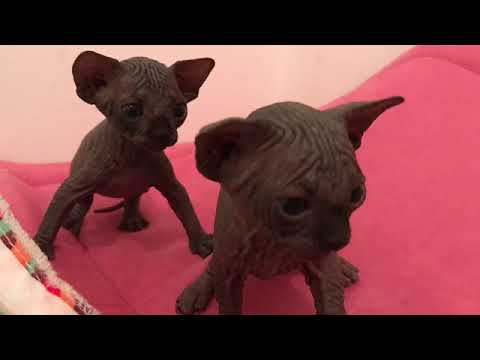 Sphynx Naissance De Nolwen Et Naguy Youtube