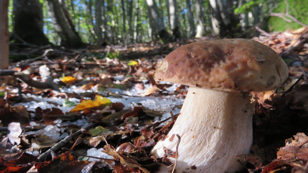 FUNGHI PORCINI SETTEMBRE 2020 Scoperta una nuova specie BOLETUS GELIDUS YouTube