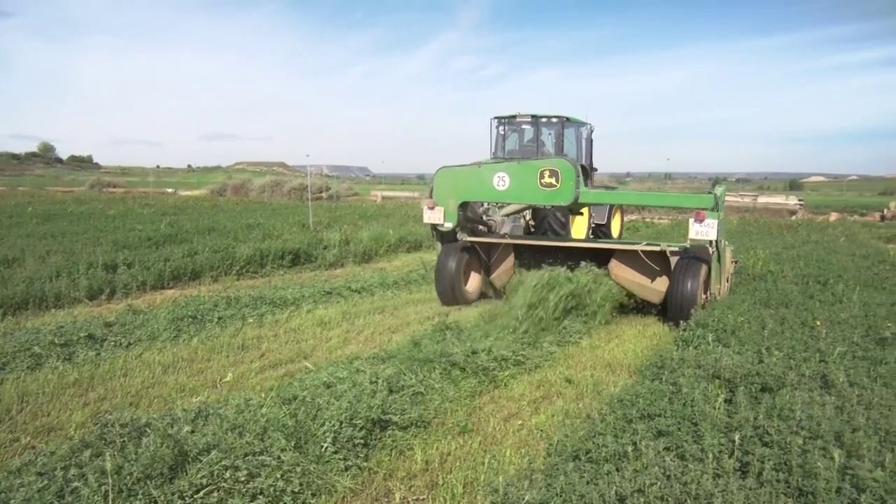 La alfalfa, proceso productivo| Iberalfa – ActelGrup