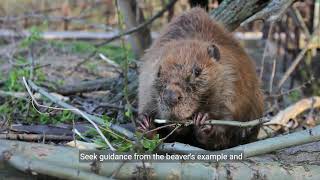 Animal Symbolism: The Symbolism of a Beaver and Messages of the Oracle Wealth