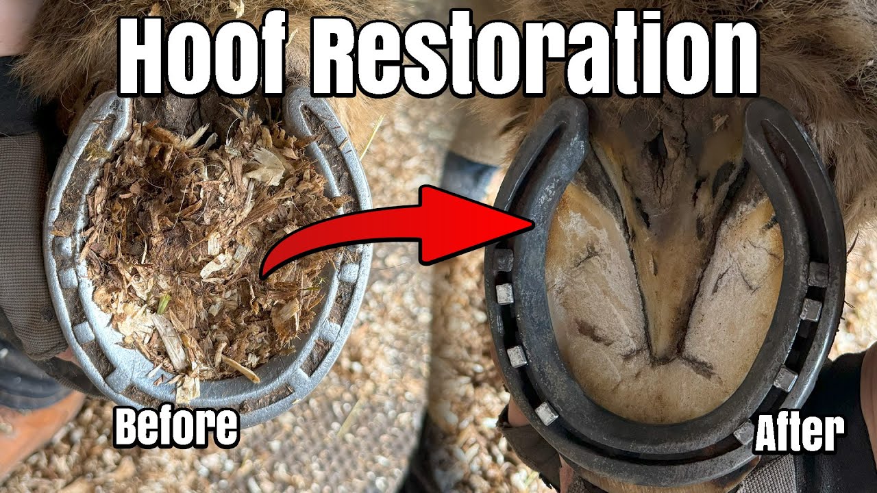 COB Hoof Restoration Oddly Satisfying Hoof Restoration ASMR