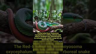 The Redtailed Racer gonyosoma Oxycephalum Is A Striking Arboreal Snake Native To shorts