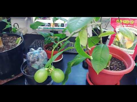 Видео: Причины того, что лимонное дерево не цветет: исправление нецветущего лимонного дерева