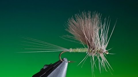 Tying a Thorax Dun with Barry Ord Clarke