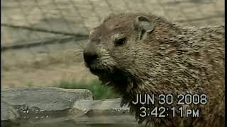 GROUNDHOGS DO DRINK WATER