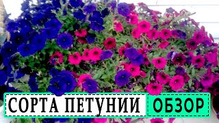 Обзор семян петунии.Различие ампельных и каскадных петуний. Обзор семян петунии.Различие ампельных и каскадных петуний.