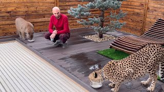 The cream of the truce. Puma Messi and Cheetah Gerda are friends while they eat.