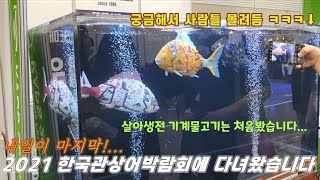 살아생전 기계물고기는 처음봤습니다!!!! 2021 한국관상어박람회에 다녀왔습니다