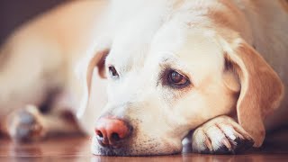 Protecting pets from firework stress