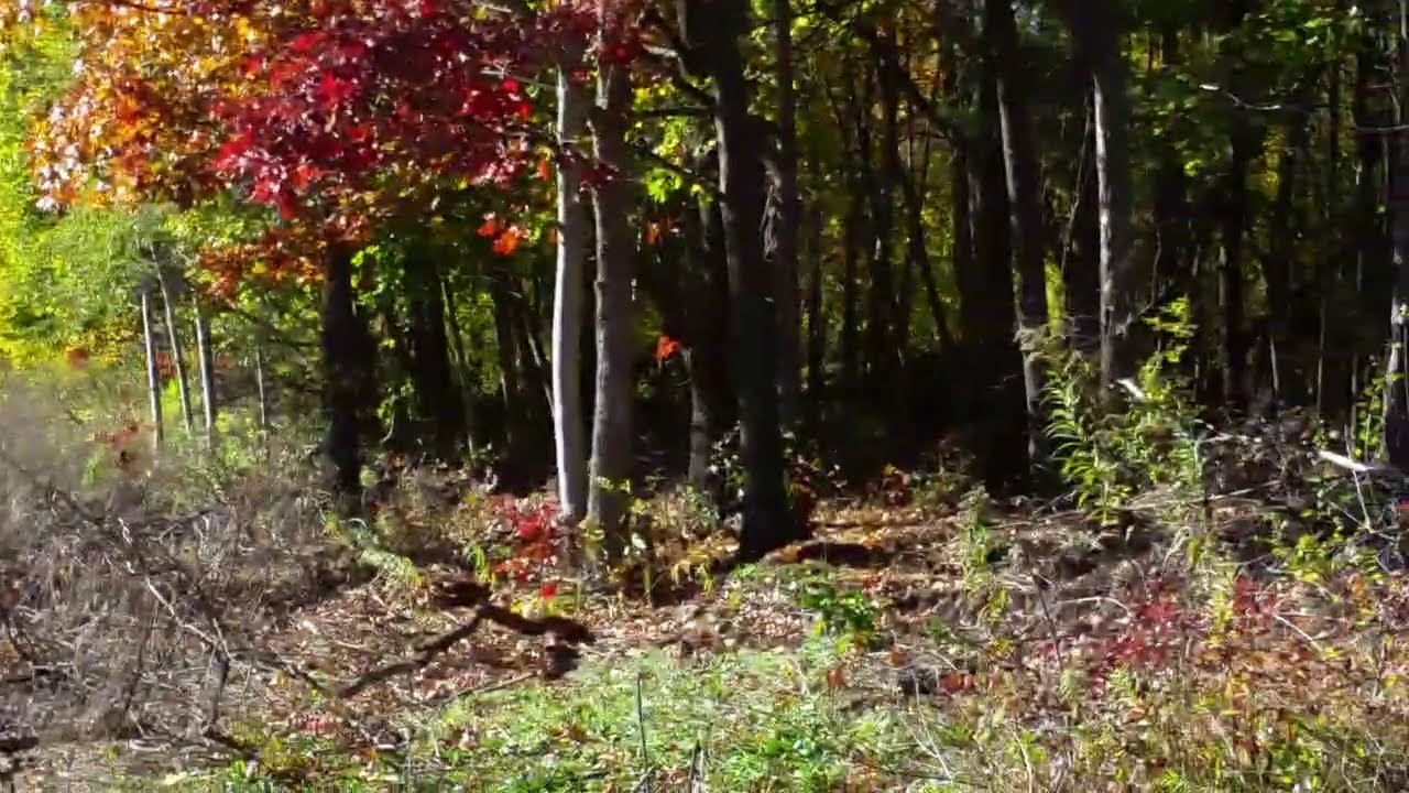 RDMVTL 17,645 ~ 10 23 2015 1 {MY BIKE PATH} w/MAX : CLEARING TREES [DL&W DEPOT] @ CORNING , NY