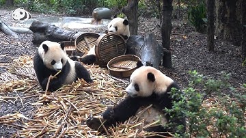 Are giant pandas ferocious? | Pandaful Q&A