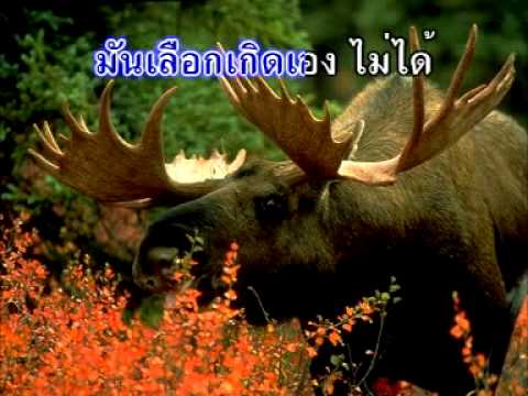 เพลงศรัทธา