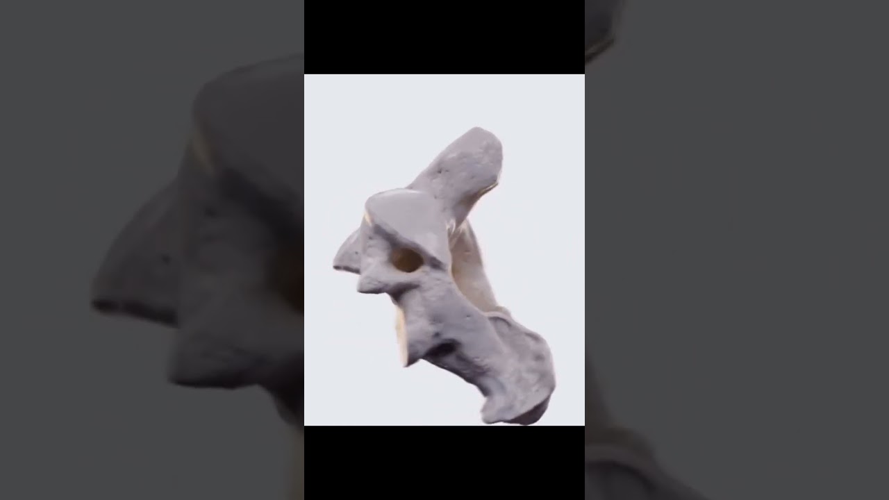 Second cervical vertebrae C2 Axis 3D animation