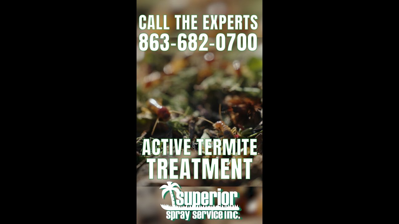 Active Subterranean Termite Treatment | Superior Spray Service
