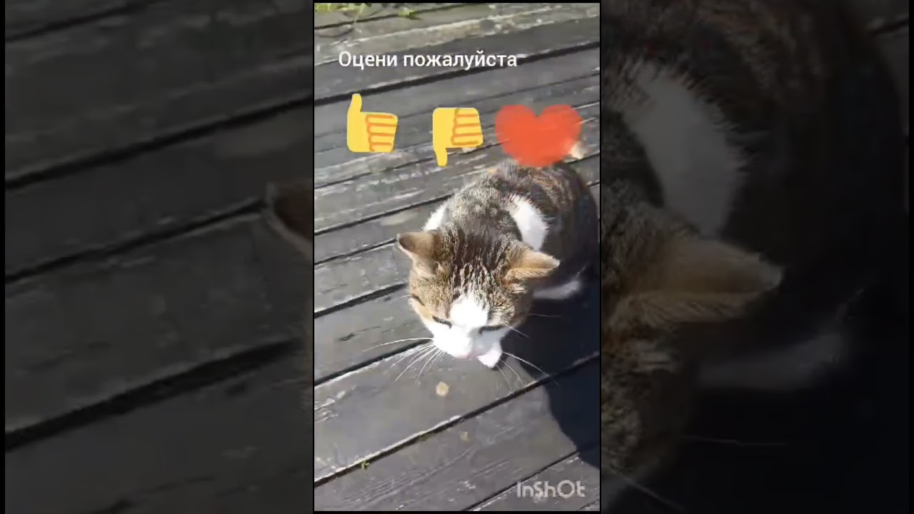 Кот котёнок котопёс! 