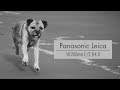 Panasonic Leica 50-200mm F/2.8-4.0 | Lumix G9 | Review