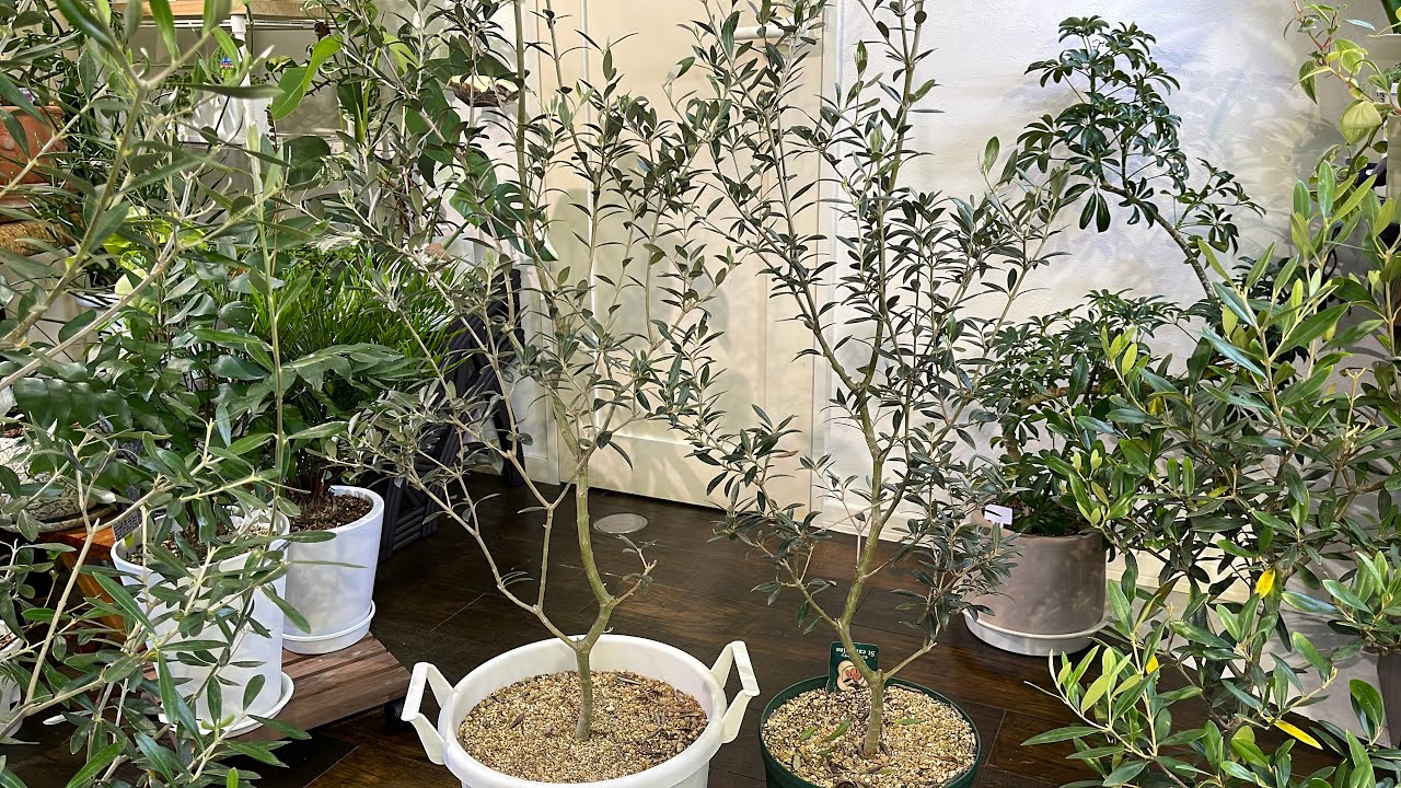 果樹 Saint Catherine Olive Tree Rumored Olive 🌿] St. Catherine ✨ - YouTube