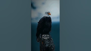 هـذا خـلق الـلـه :- ياسر الدوسري 🍂🎧 تلاوة خاشعة قرآن كريم