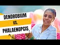 Aclarando dudas dendrobium y phalaenopcis