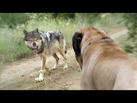 Video: ¿Me protegerá mi perro lobo irlandés?