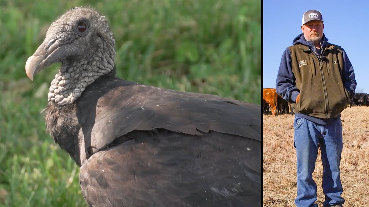 Mitigate nuisance Black Vultures on your farm Charlie's story YouTube