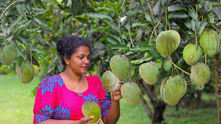 "Organic Tropical Giant Mangoes"🥭🥭In My Backyard .Filled With Super Sweet Mango Meat