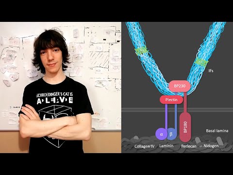 Hemidesmosomes: Structure and Function