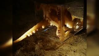 Octopus Escaping through a 1-Inch Hole.