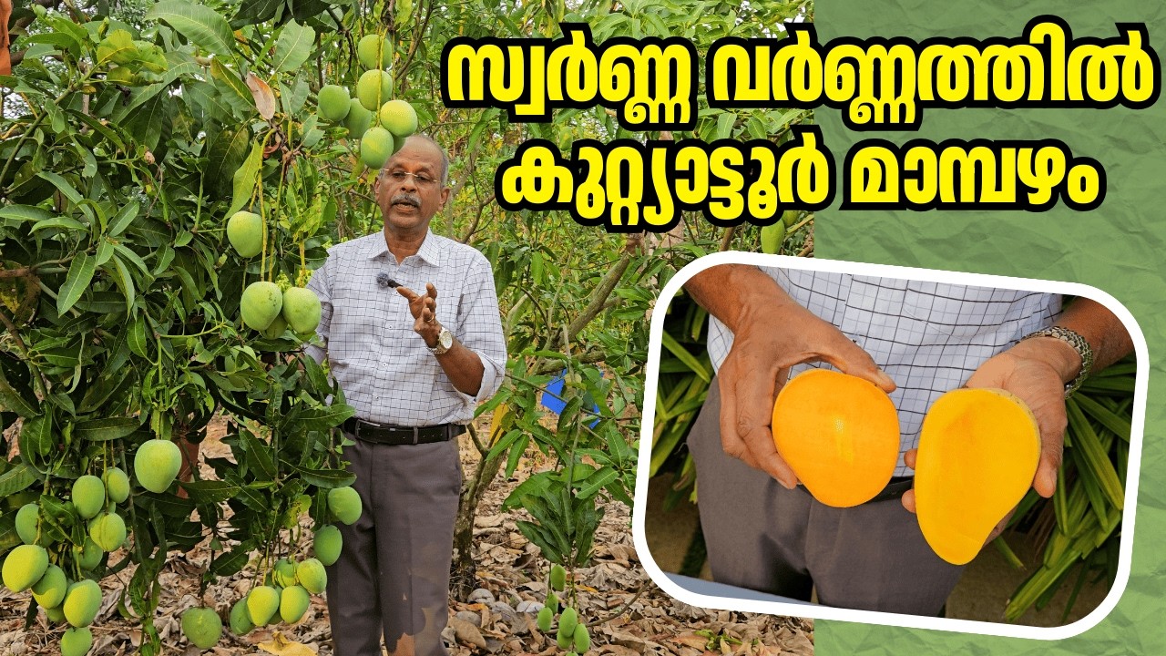 കണ്ണൂർക്കാരുടെ സ്വന്തം കുറ്റ്യാട്ടൂർ മാങ്ങ! ഇനി വിളവെടുപ്പ് കാലം | Kuttiattoor Mango