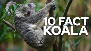 10 Fascinating Fact About Koala by TOP10 67 views 7 months ago 4 minutes, 59 seconds