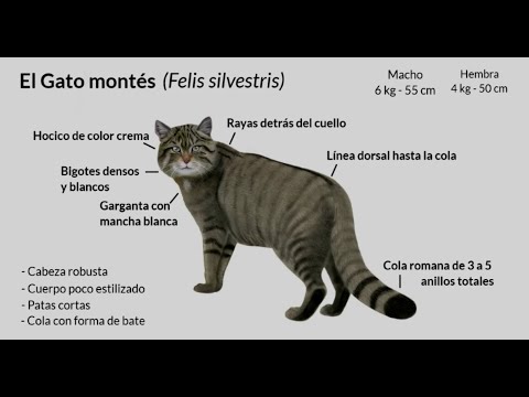 Vídeo: [Despacho Diario] Un Misterioso Gato Montés Capturado En Video - Matador Network