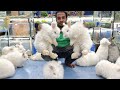 Angora Rabbits at Karnataka Aquarium