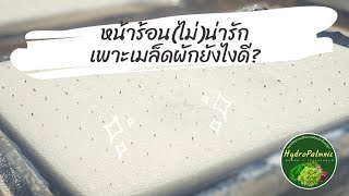 การเพาะเมล็ดผักไฮโดรฯในหน้าร้อน