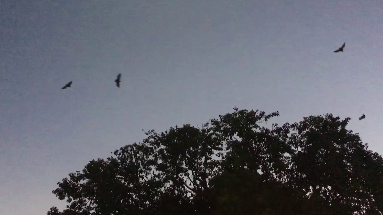 Cairns 2018 - Bats (1)@Cairns Library