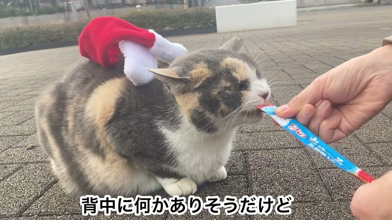 としのせ軽やかはなちゃん😸🎄#313