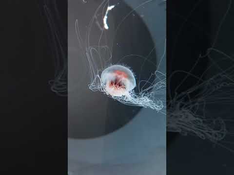 Can jellyfish tentacles grow back? Yes! Dwarf Lion's mane tangled tentacles