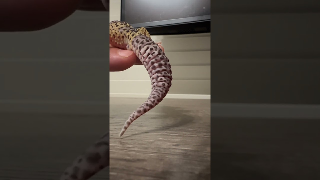 LEOPARD GECKOS TAIL DROPS!!!!!