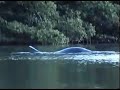 Loch ness monster caught on tape in real life footage nessie monster