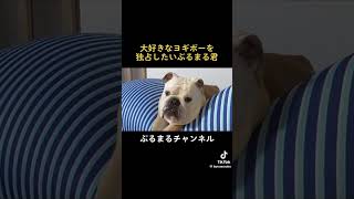 Yogibo犬w #ブルドッグ #dog #bulldog #ペット #ブルドッグ子犬 #犬のいる暮らし #yogibo