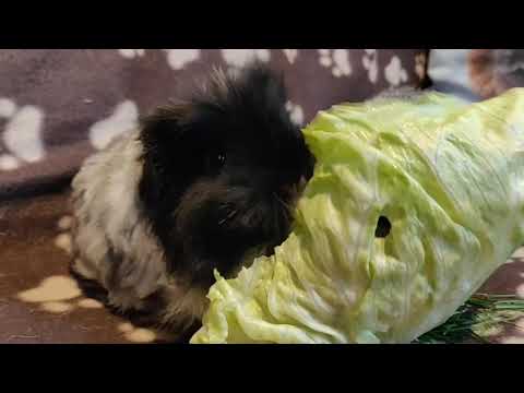 Video: Rosa Auge Bei Meerschweinchen