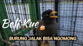 Download Lagu jalak kebo bisa ngomong beli kue dan jago siul MP3